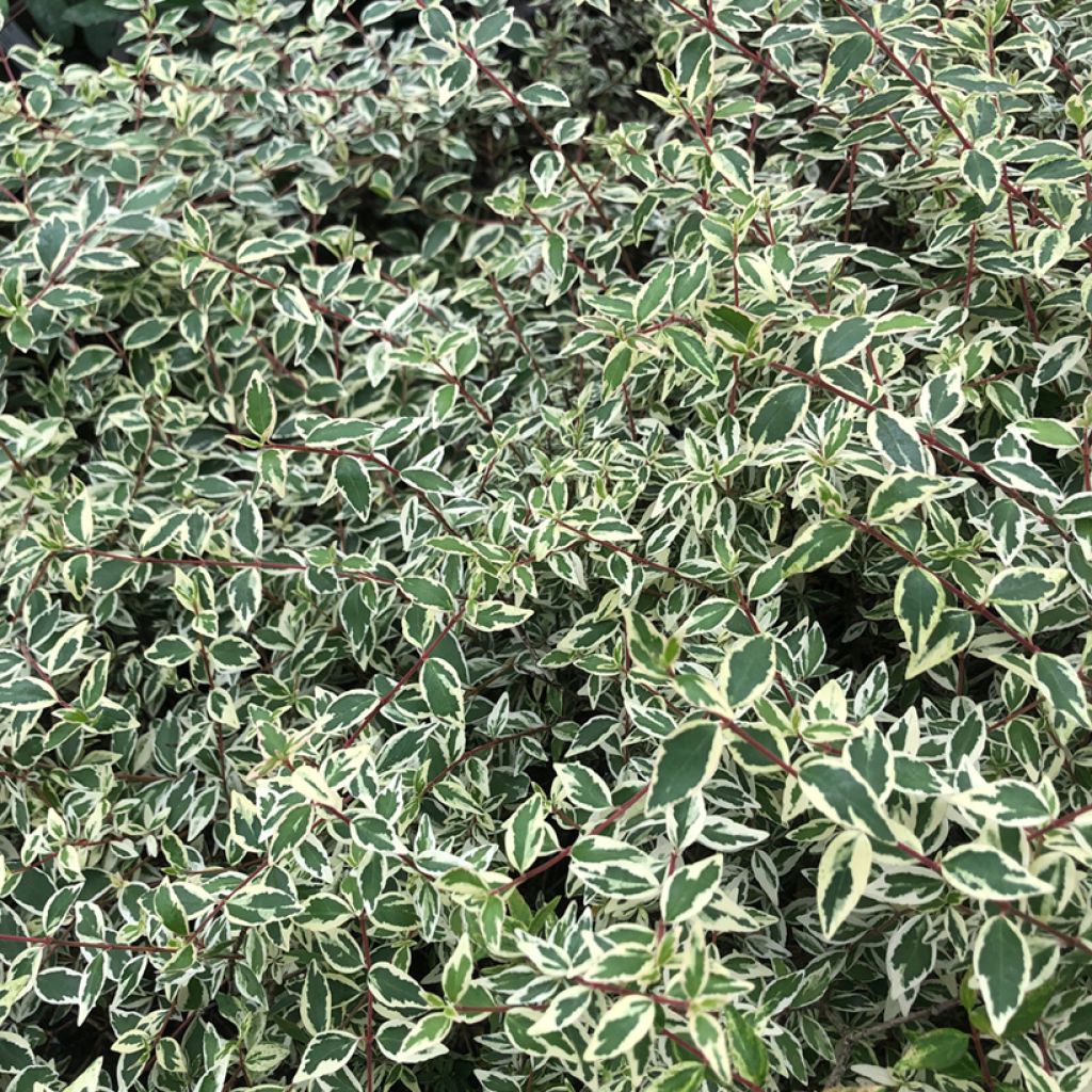 Glanzende abelia Sparkling Silver