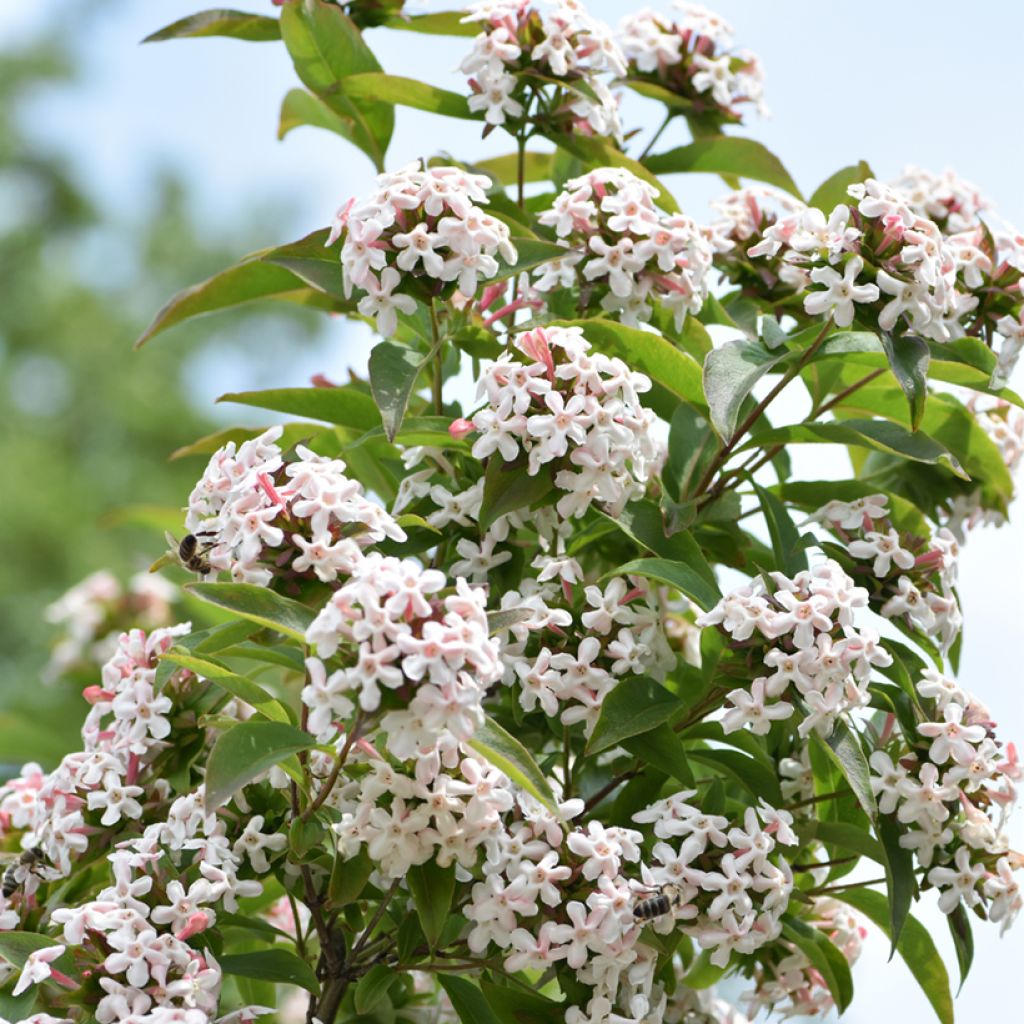 Geurende Koreaanse abelia Monia - Abelia mosanensis