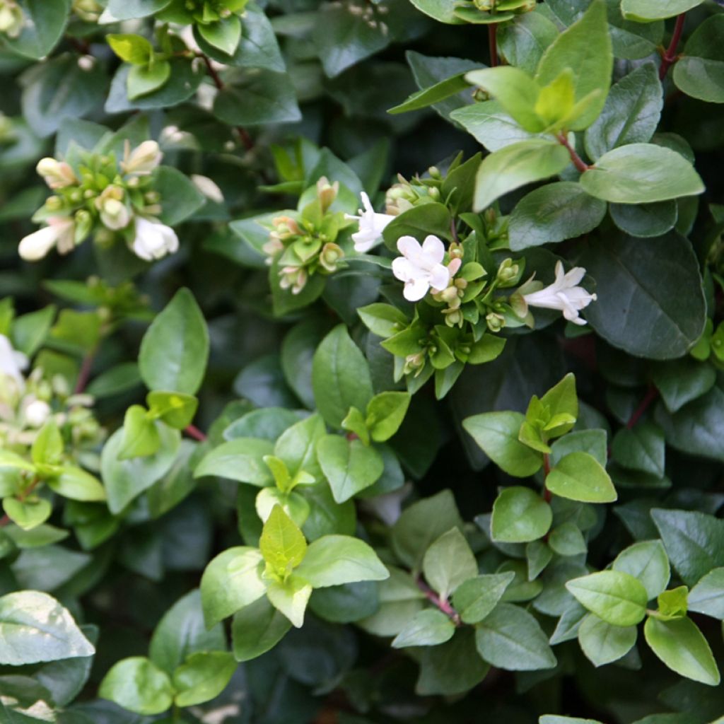Glanzende abelia - Abelia grandiflora