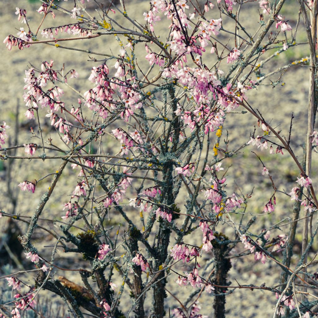 Abeliophyllum distichum - Witte forsythia