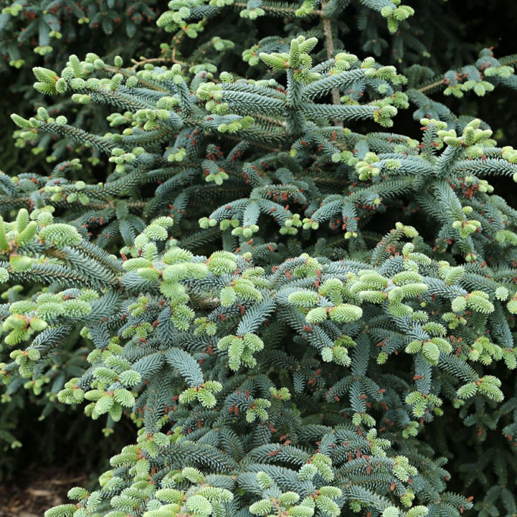 Abies pinsapo Glauca - Spaanse zilverspar