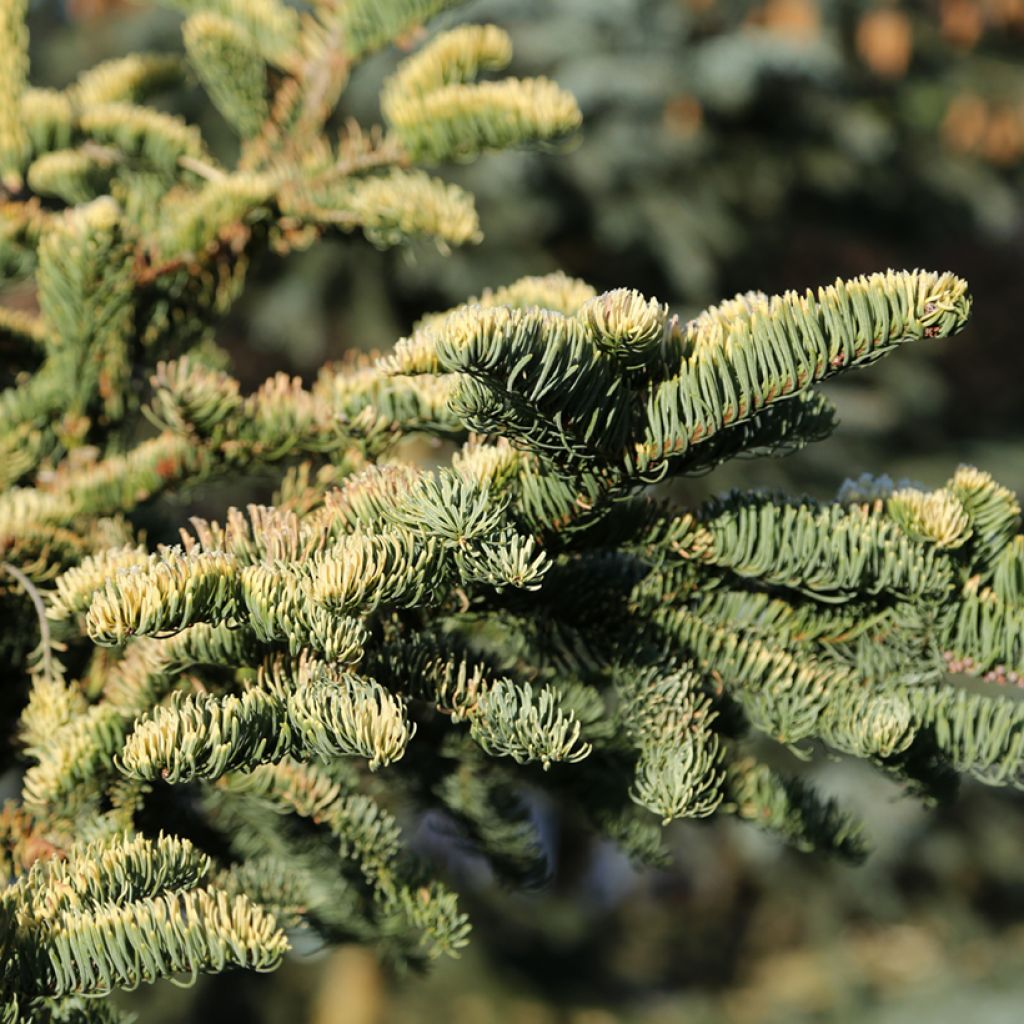 Abies procera Sherwoodii - Edelspar
