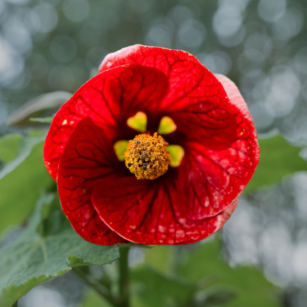 Abutilon Nabob - Chinese lantaarn