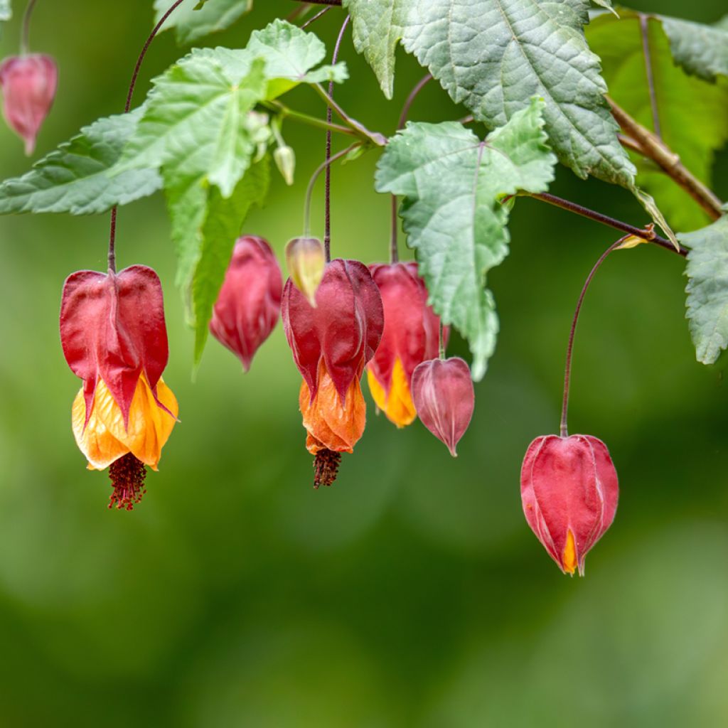Abutilon megapotamicum - Belgische vlag