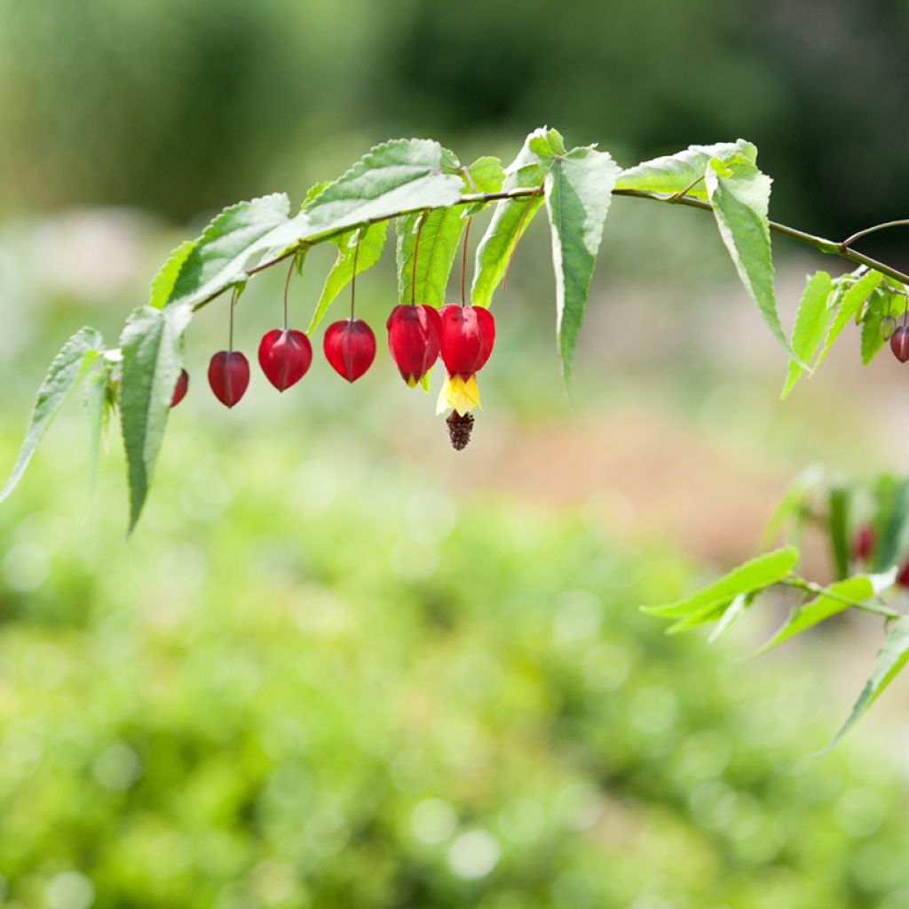 Abutilon megapotamicum - Belgische vlag