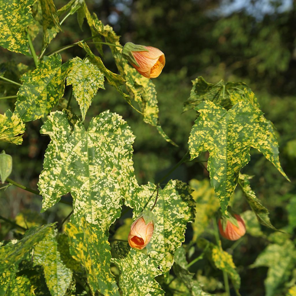 Abutilon pictum Thompsonii - Chinese lantaarn