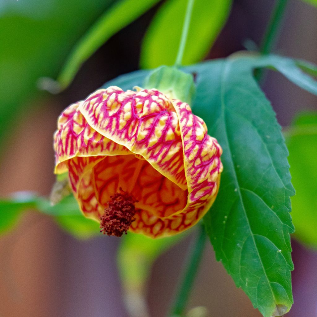 Abutilon striatum Redvein - Chinese lantaarn