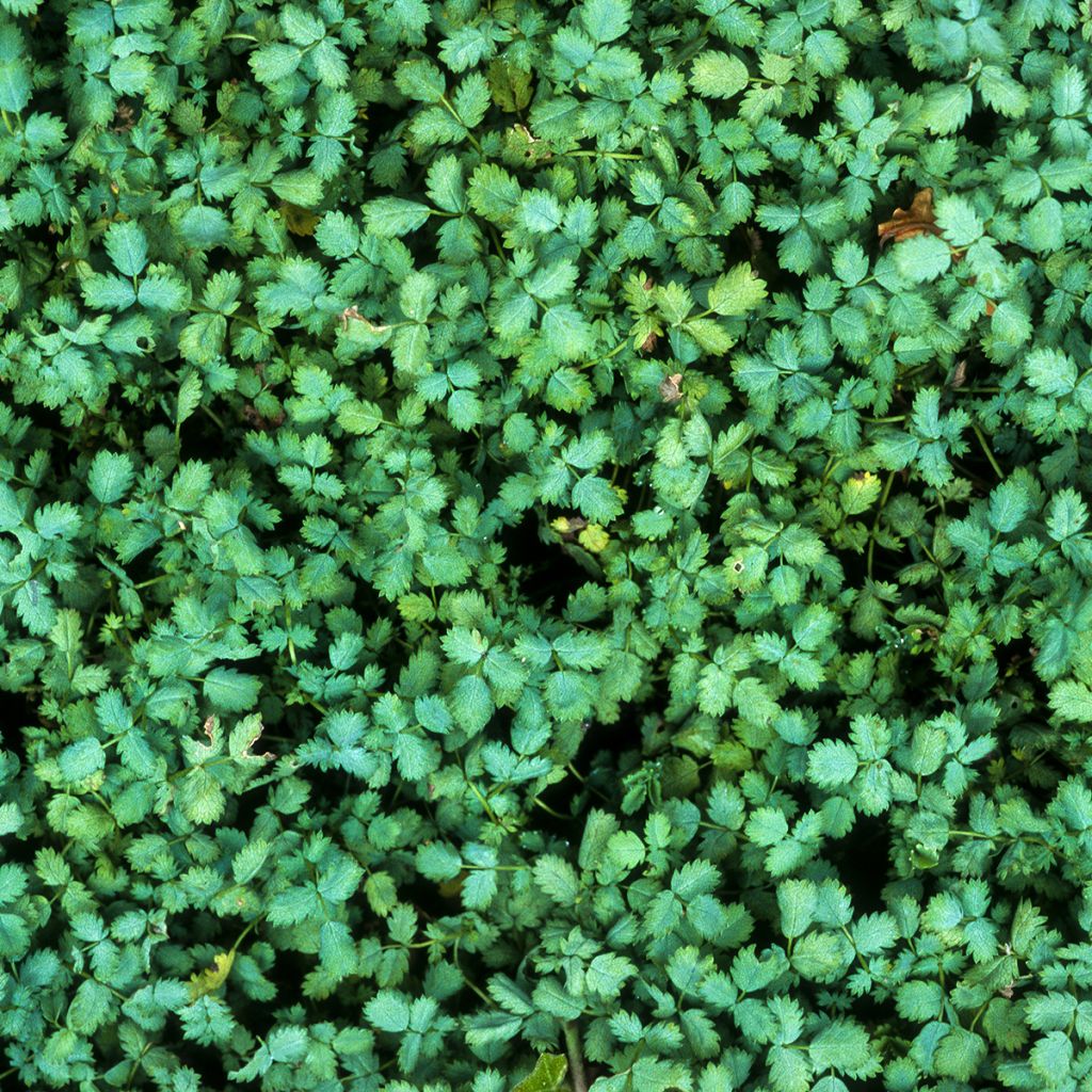 Acaena buchananii - Stekelnootje