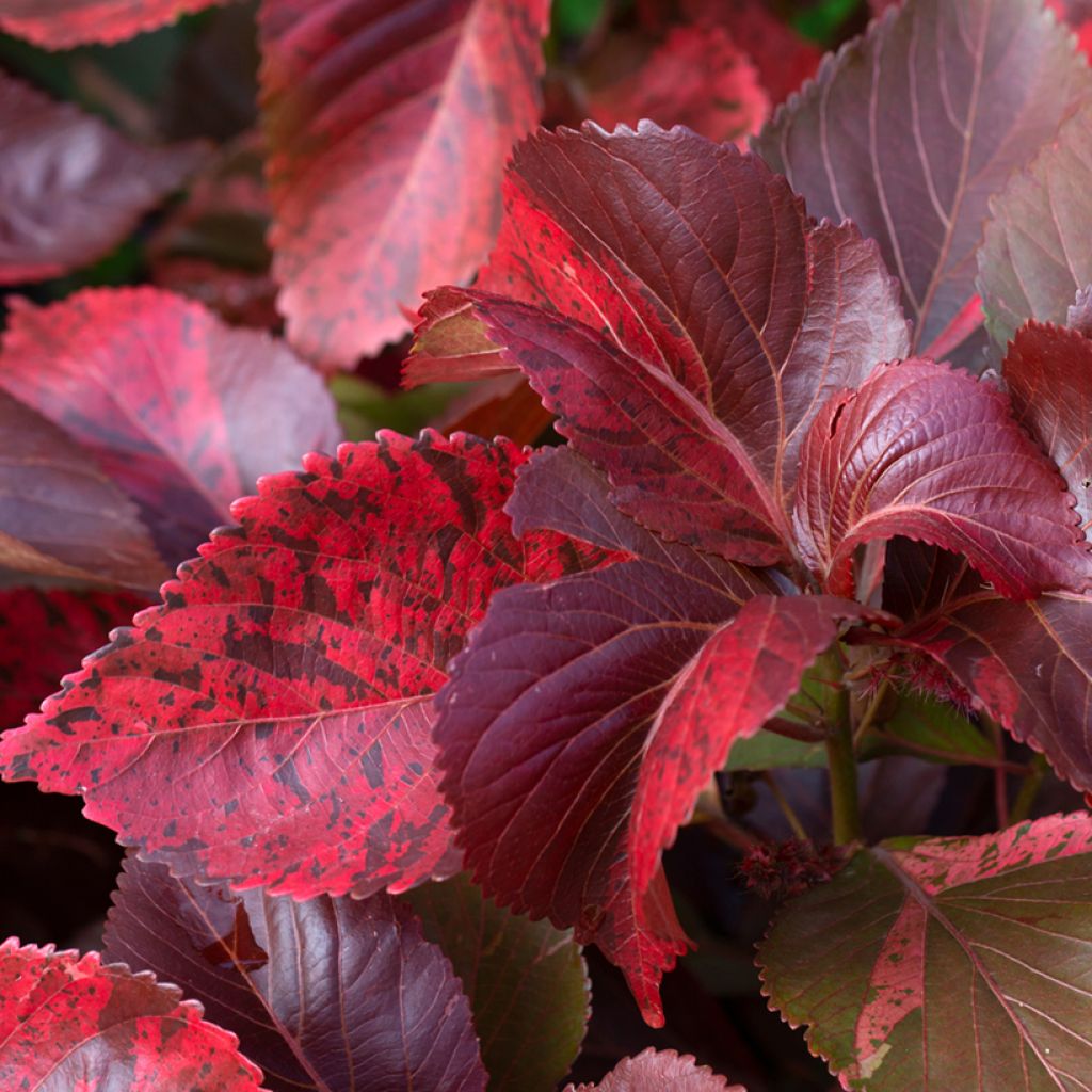 Acalypha godseffiana - Koperplant