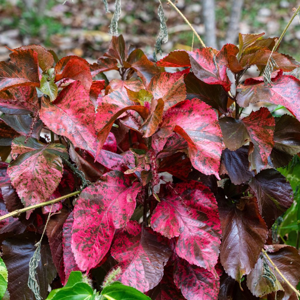 Acalypha godseffiana - Koperplant
