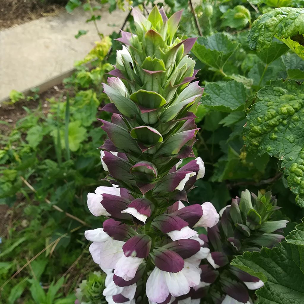 Acanthus hungaricus - Hongaarse berenklauw