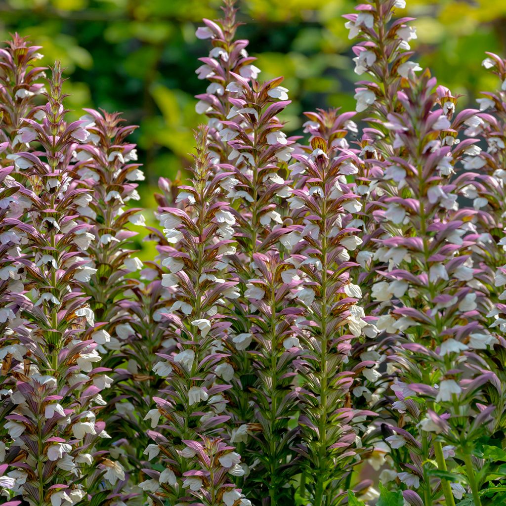 Acanthus spinosus - Doornige berenklauw