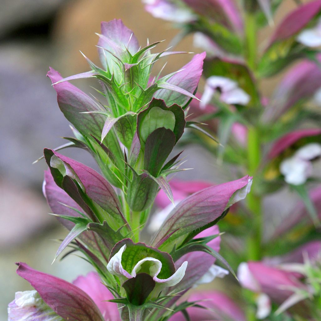 Acanthus spinosus - Doornige berenklauw