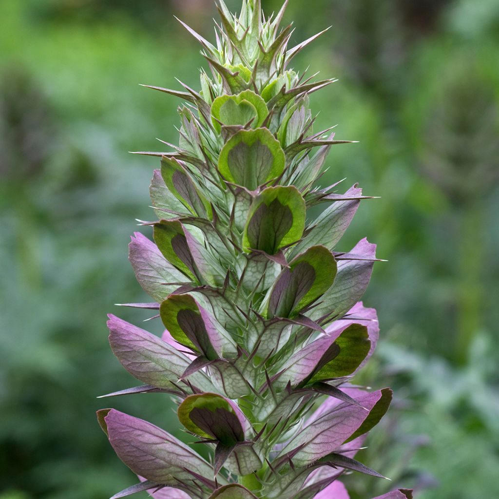 Acanthus spinosus - Doornige berenklauw