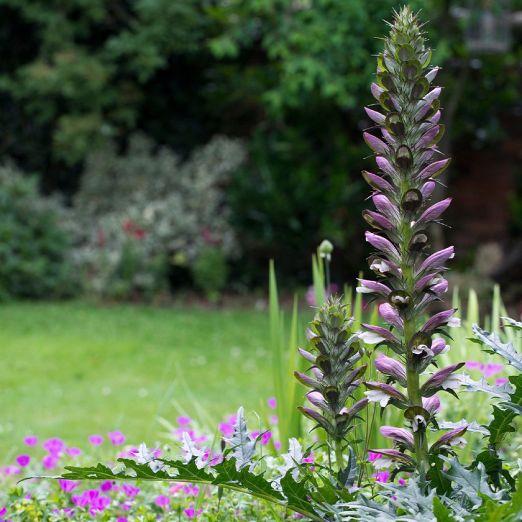 Acanthus spinosus - Doornige berenklauw
