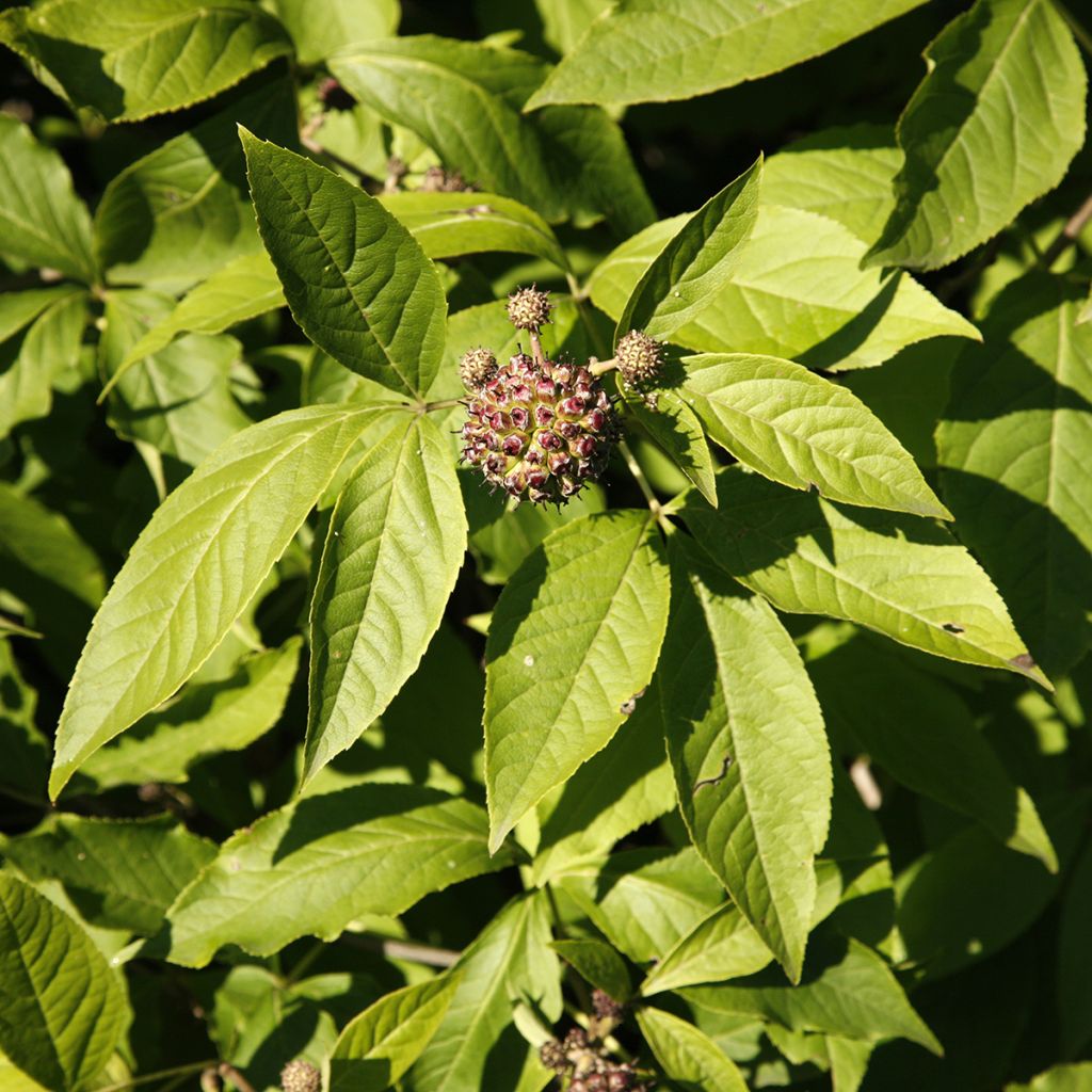 Acanthopanax henryi - Siberische ginseng