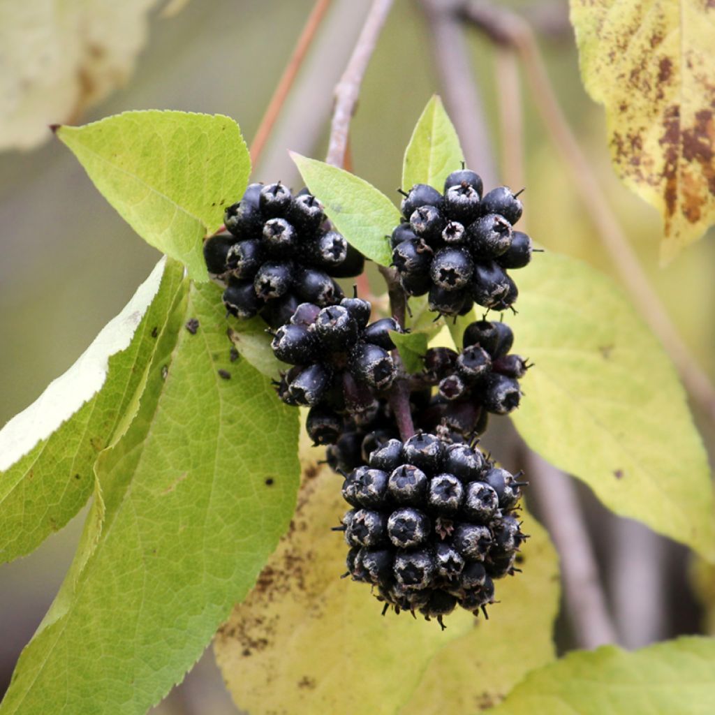 Acanthopanax henryi - Siberische ginseng