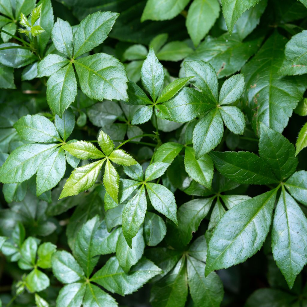 Acanthopanax henryi Nana - Siberische ginseng