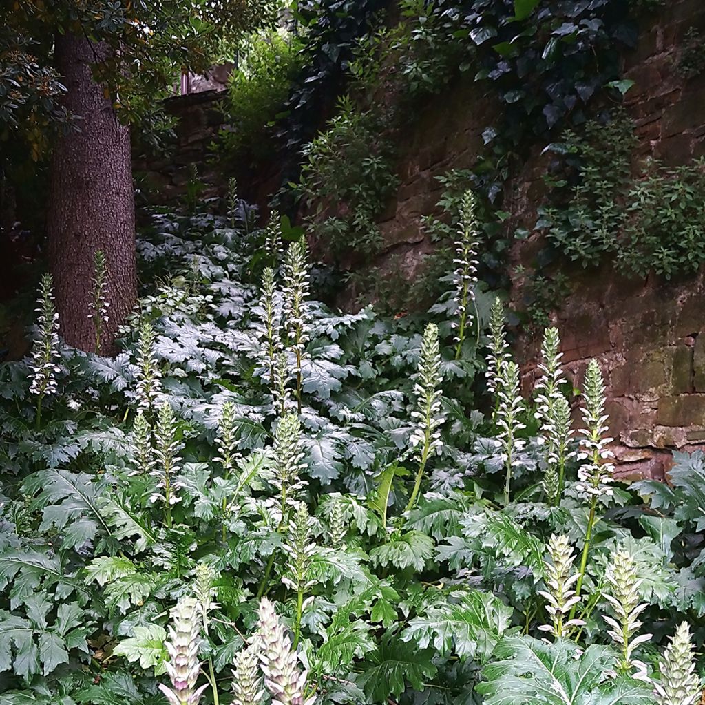 Acanthus mollis - Berenklauw