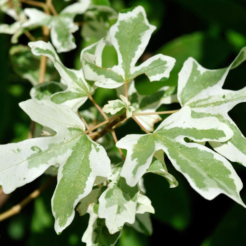 Erable champêtre - Acer campestre Carnival