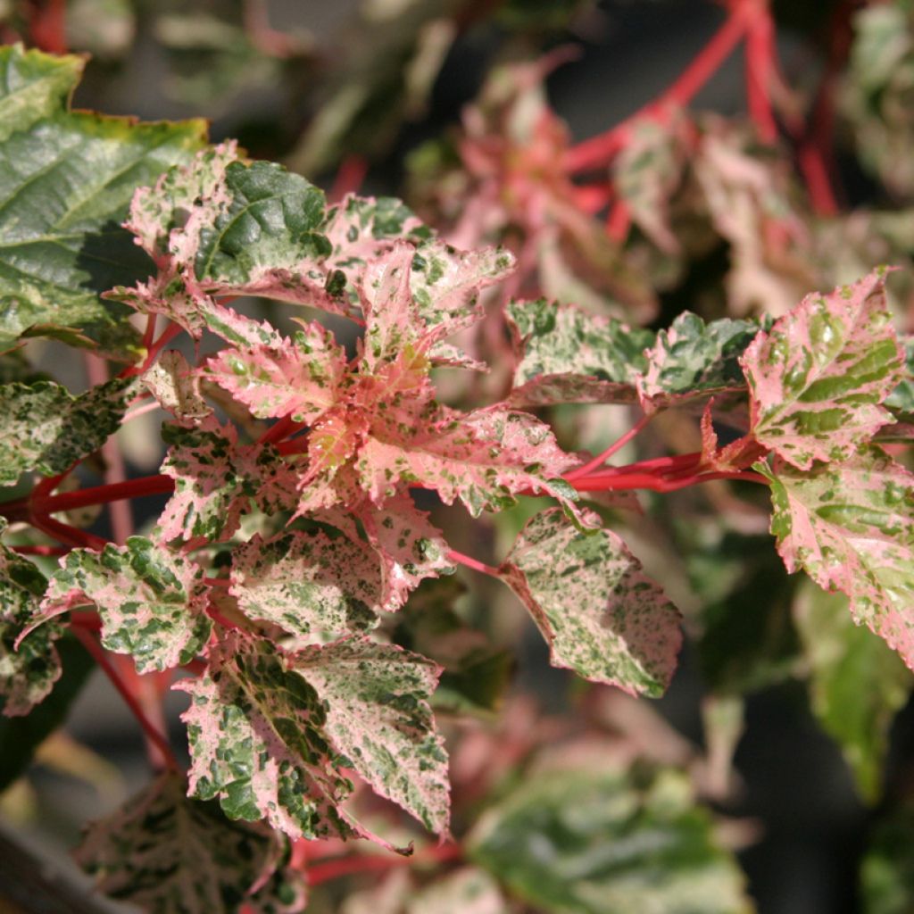 Acer x conspicuum Silver Cardinal - Slangenhuidesdoorn