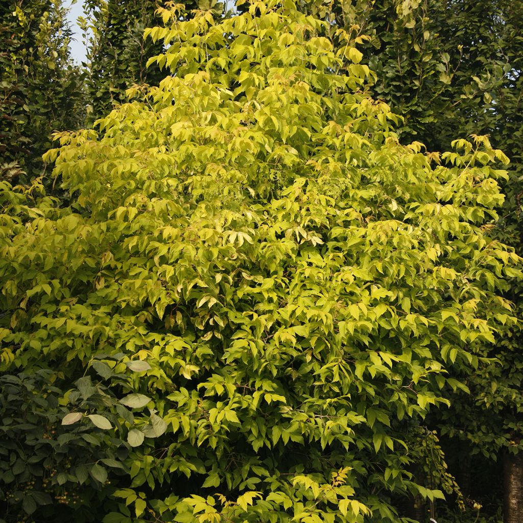 Acer negundo Auratum - Vederesdoorn