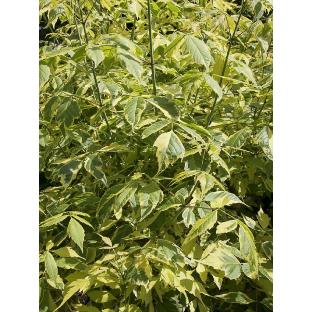 Acer negundo Elegans - Erable à feuille de frêne