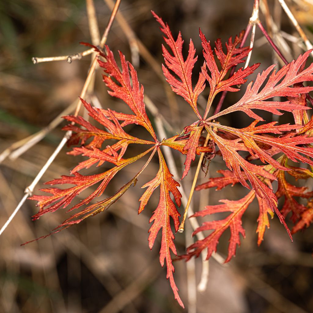Acer palmatum Dissectum Orangeola - Japanse esdoorn