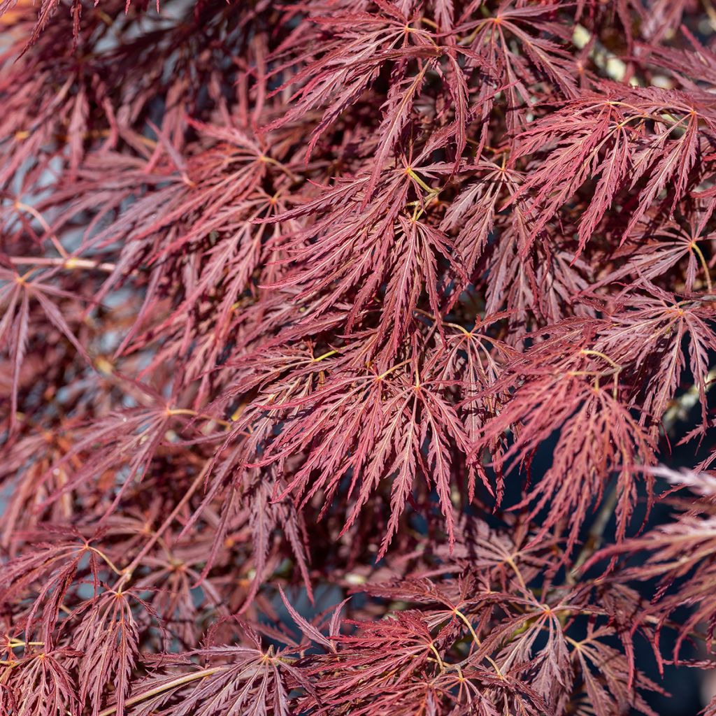 Acer palmatum Dissectum Ornatum - Japanse esdoorn
