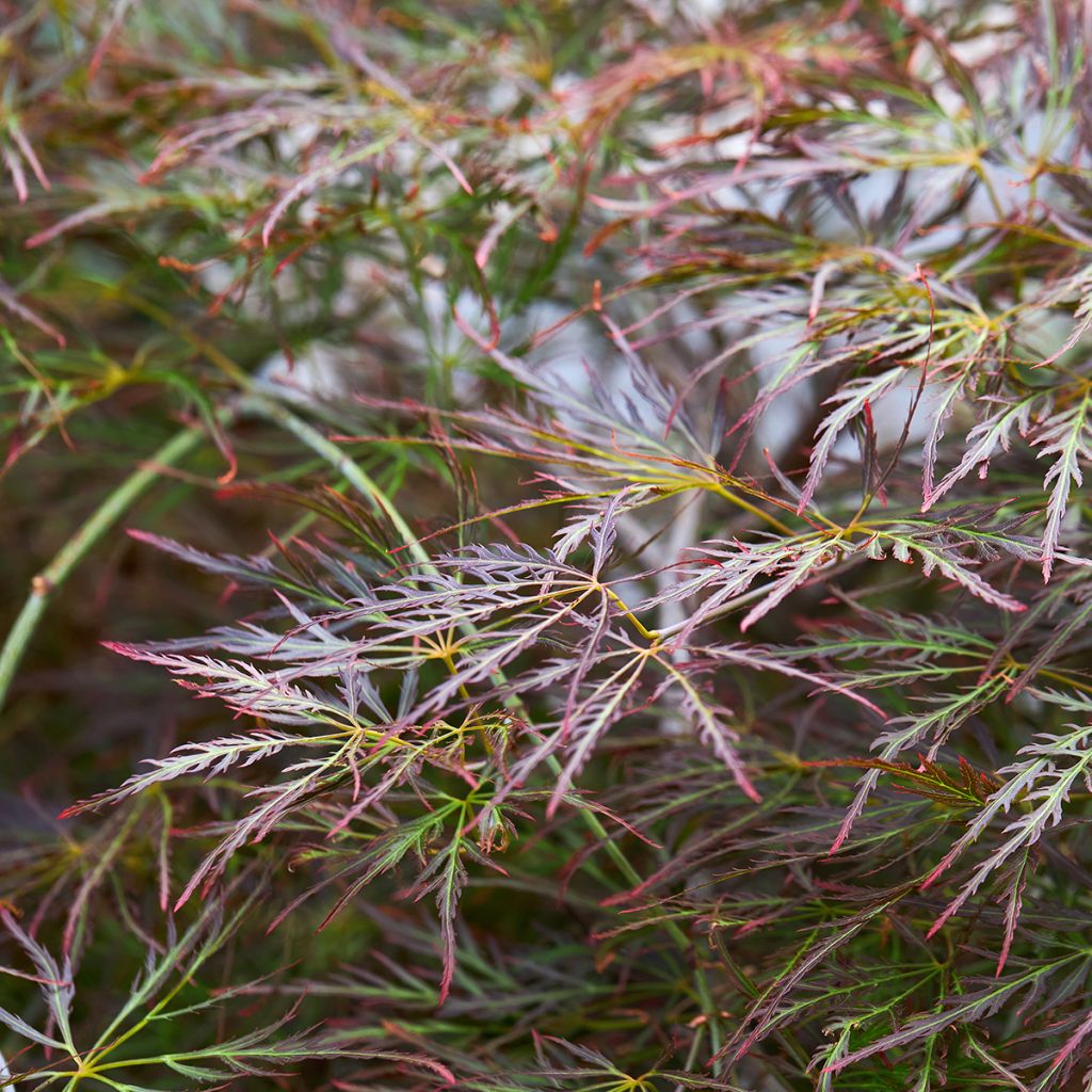 Acer palmatum Dissectum Ornatum - Japanse esdoorn
