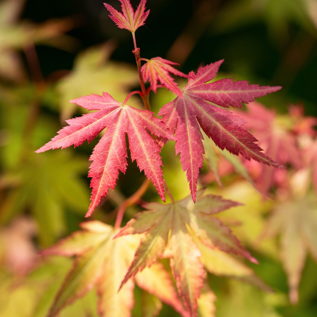 Acer palmatum Orange Dream - Japanse esdoorn