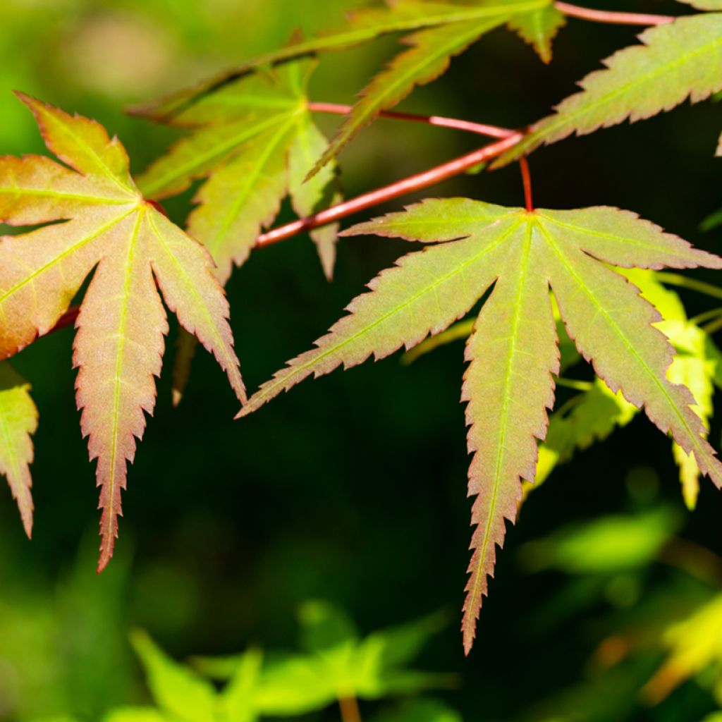 Acer palmatum Orange Dream - Japanse esdoorn
