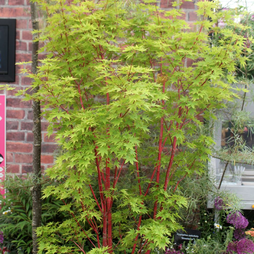 Acer palmatum Sangokaku Senkaki - Japanse esdoorn
