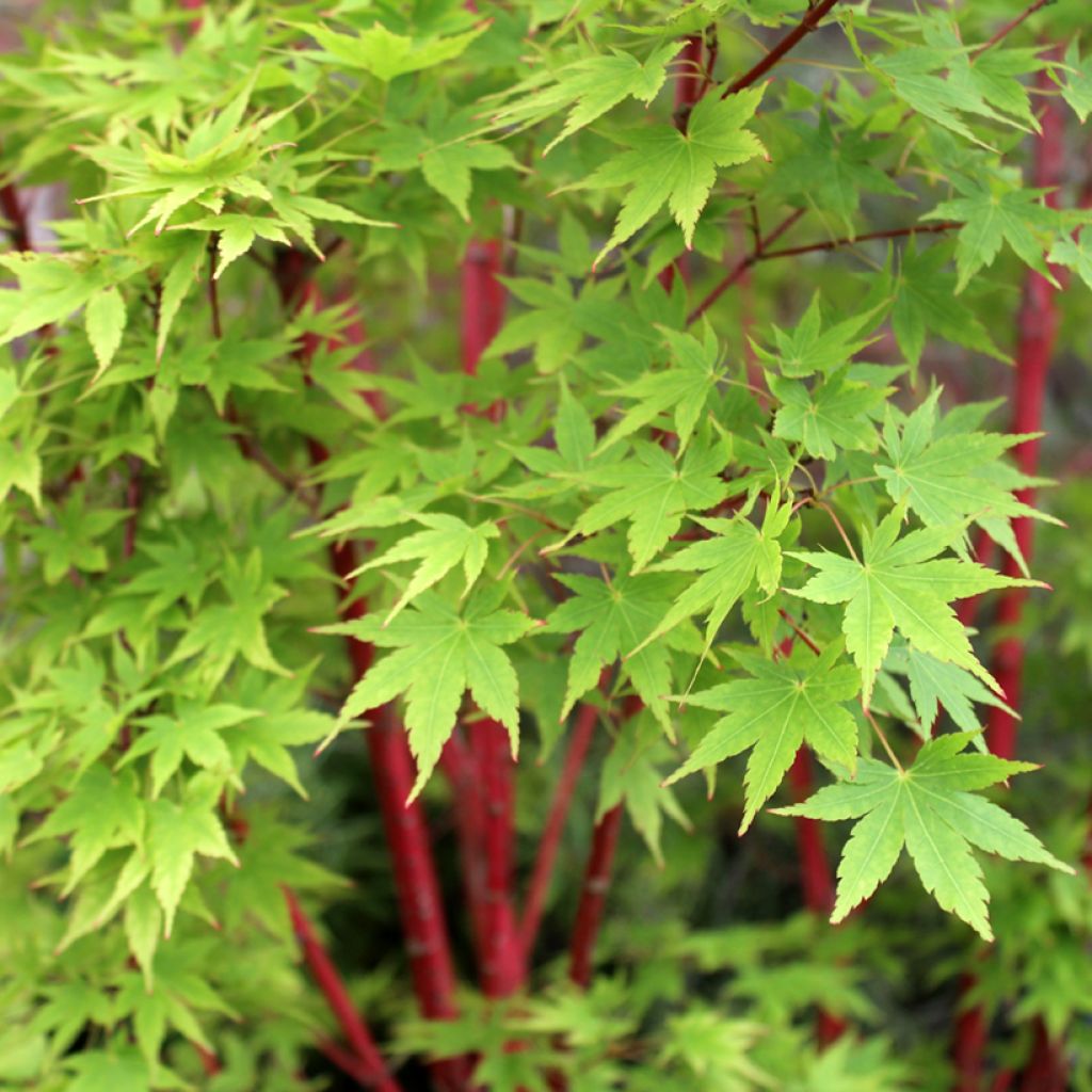 Acer palmatum Sangokaku Senkaki - Japanse esdoorn