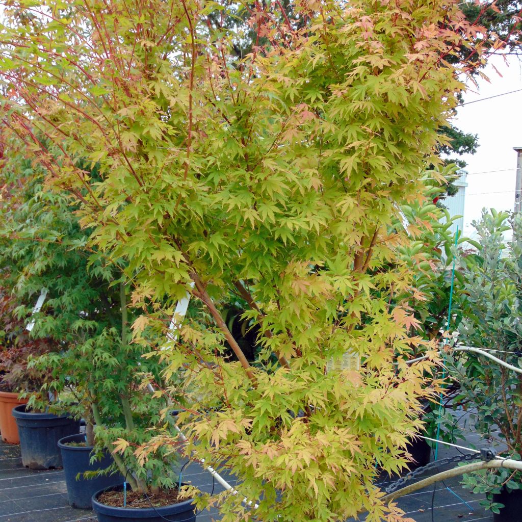 Acer palmatum Sangokaku Senkaki - Japanse esdoorn