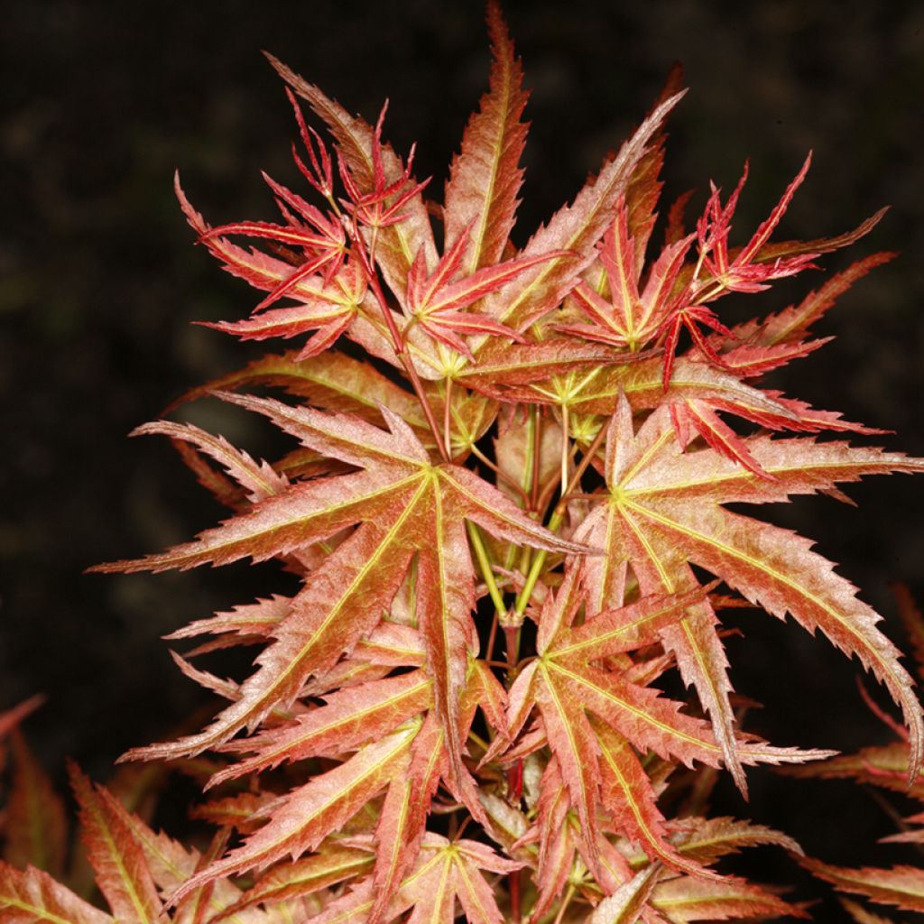 Acer palmatum Wilsons Pink Dwarf - Japanse esdoorn