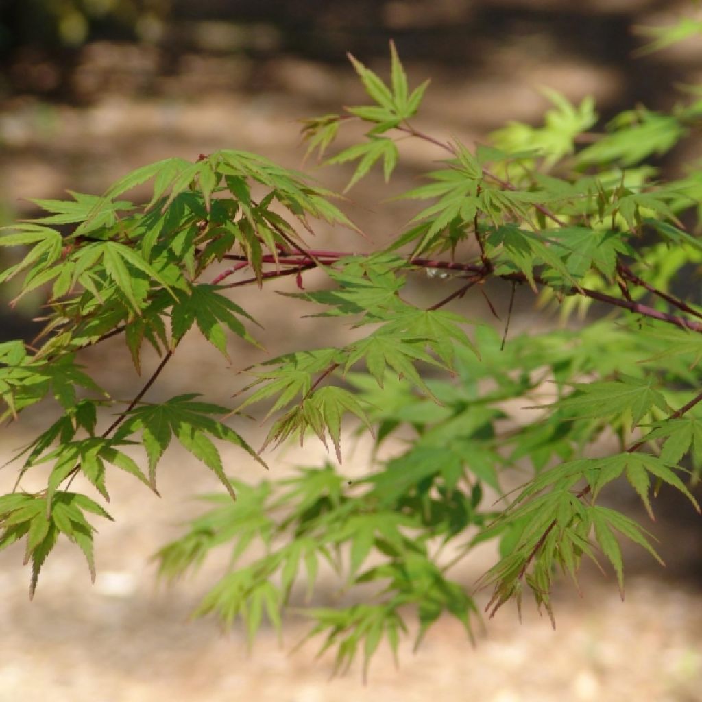 Acer palmatum - Japanse esdoorn