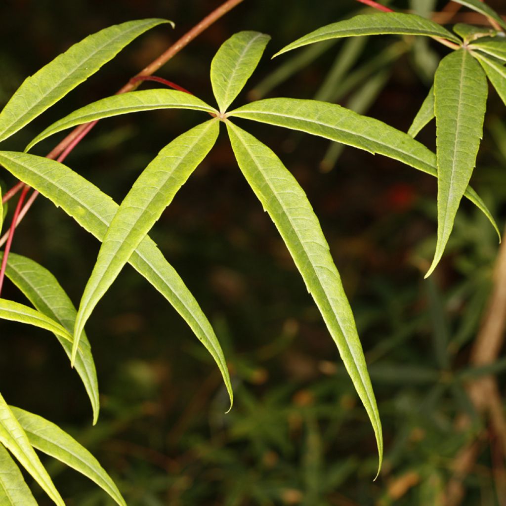 Acer pentaphyllum - Esdoorn