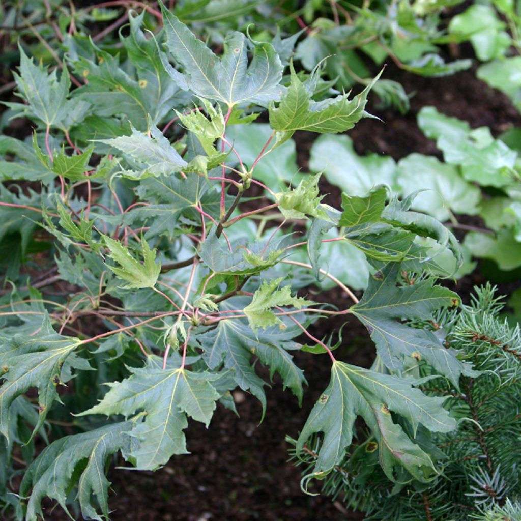 Acer platanoides Laciniatum - Noorse esdoorn