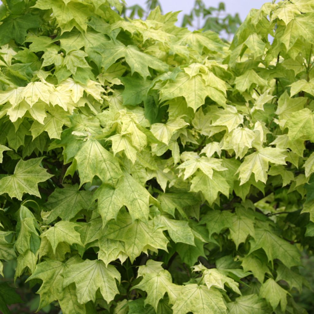 Acer platanoides Maculatum - Bontbladige Noorse esdoorn