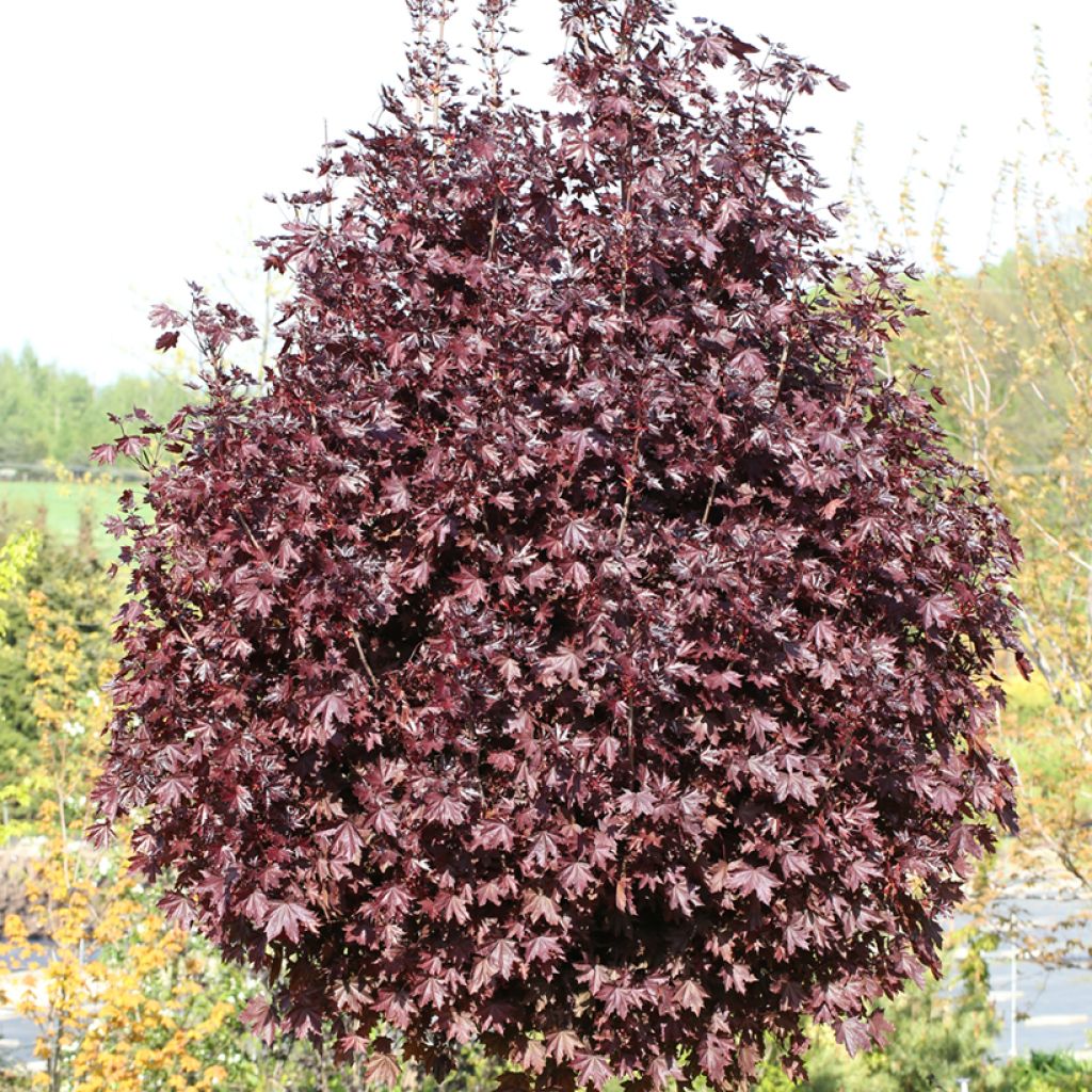 Acer platanoides Purple Globe - Noorse esdoorn