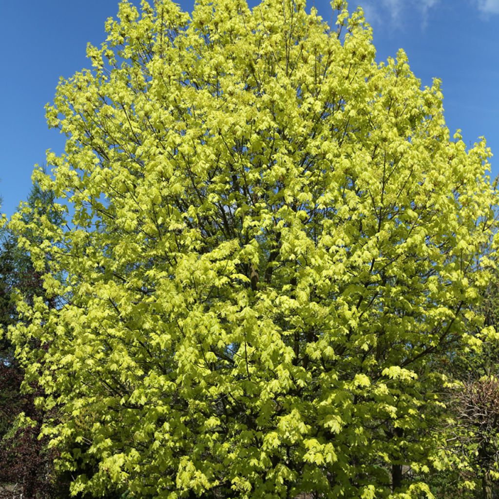 Acer platanoides Walderseei - Noorse esdoorn