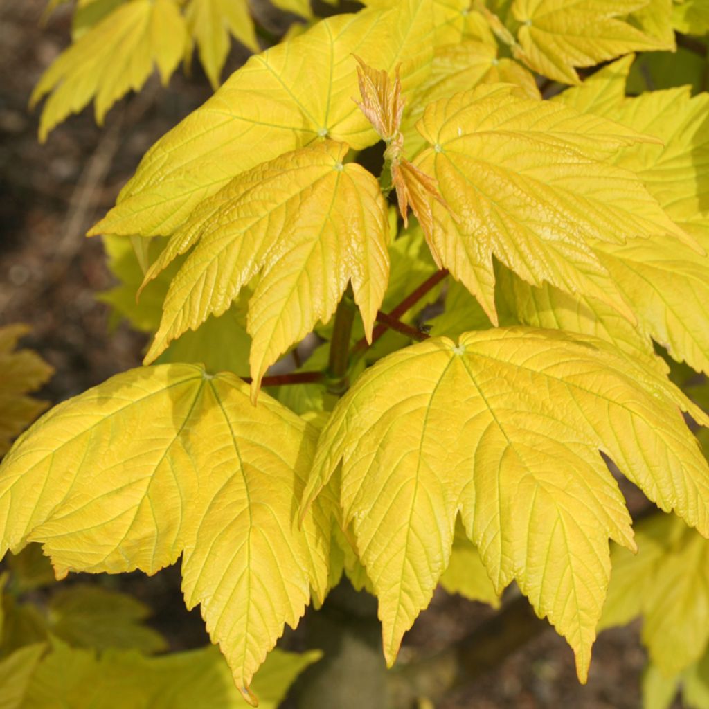 Acer pseudoplatanus Corstorphinense - Gewone esdoorn