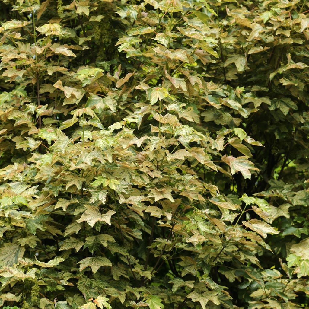 Acer pseudoplatanus Prince Camille de Rohan - Gewone esdoorn