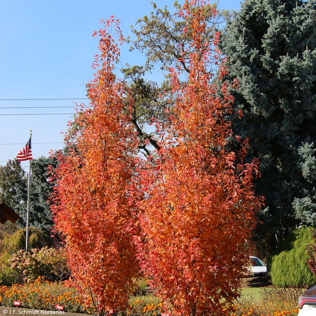 Acer rubrum Armstrong Gold - Rode esdoorn