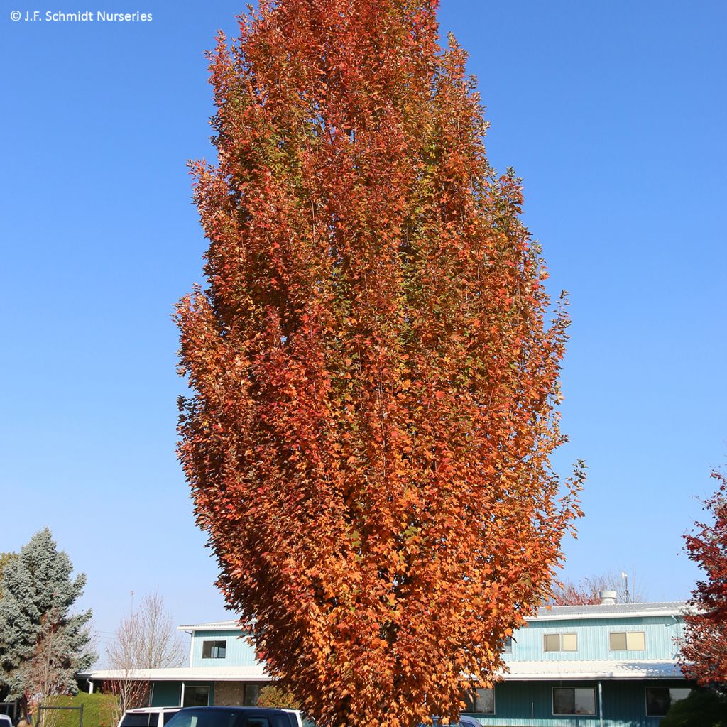 Acer rubrum Armstrong Gold - Rode esdoorn