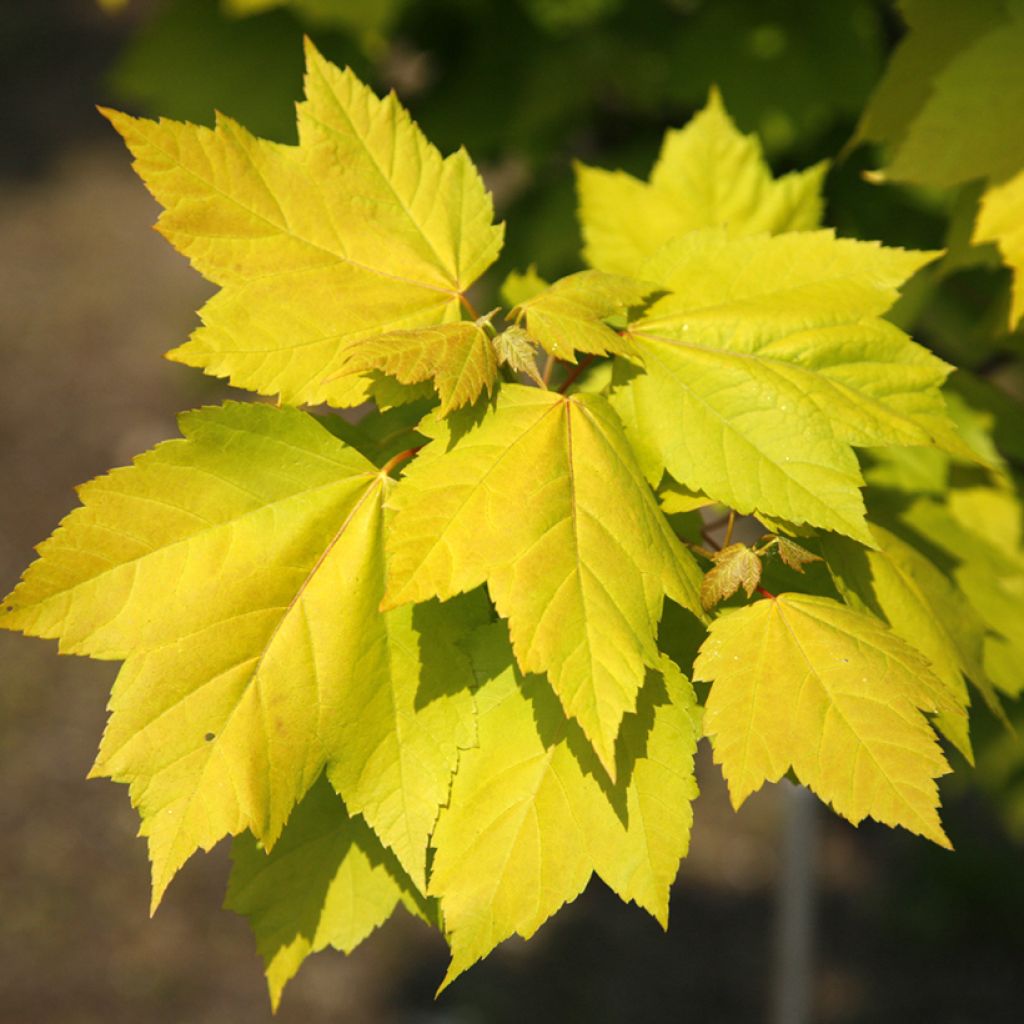 Acer rubrum Schocking Gold - Rode esdoorn