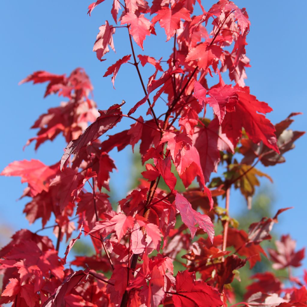 Acer rubrum Somerset - rode esdoorn