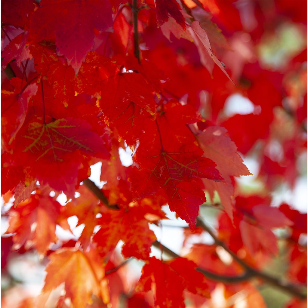 Acer rubrum Summer Red - Rode esdoorn