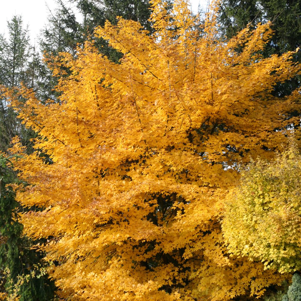 Acer x zoeschense Annae - Esdoorn